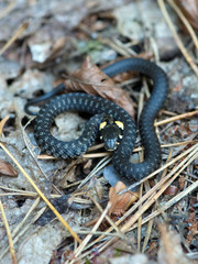 Young snake on the foliage.