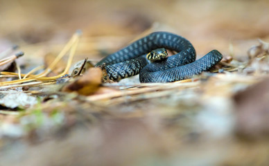 Young snake on the foliage.