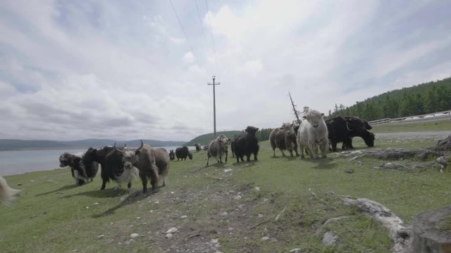 Turning around herd of yacks while running along a lake in slow motion mongolia