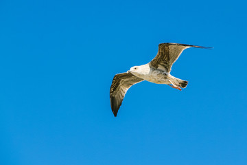 A Seagull on a blue sky background. Copy space.