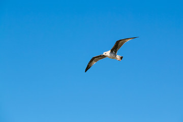 Fototapeta na wymiar A Seagull on a blue sky. Copy space.