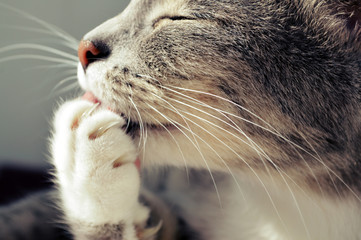A grey cat licking its paw with claws out