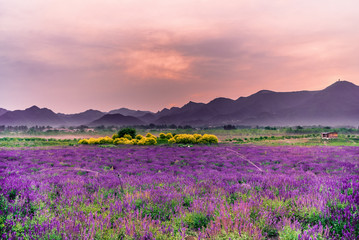 Lavender flowers