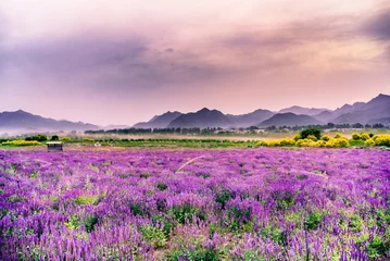 Wandcirkels plexiglas Lavendel bloemen © 春华 王
