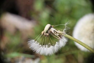 Faded dandelion in the field