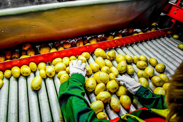 Potato sorting, processing and packing factory