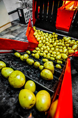 Potato sorting, processing and packing factory