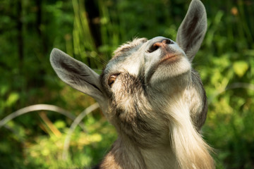 The goat raised her head in sunshine. Cattle and farm.