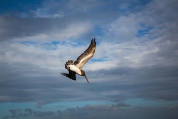 Fototapeta na wymiar Pelican in Havana