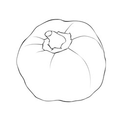 Vector illustration, isolated round sweet Bulgarian pepper in black and white colors, outline hand painted drawing