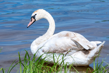Young swan on blue lake water