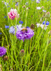 fiori selvatici e api