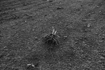 small roots of the field