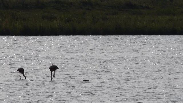 Pair of Chilean flamingo birds wading