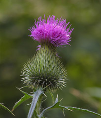Cirsium vulgare. Weed. Blurred background.