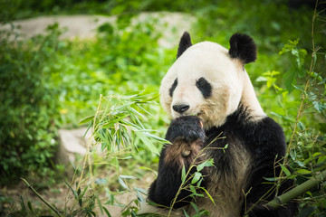 Obraz na płótnie Canvas Panda Bear eating bamboo shoot