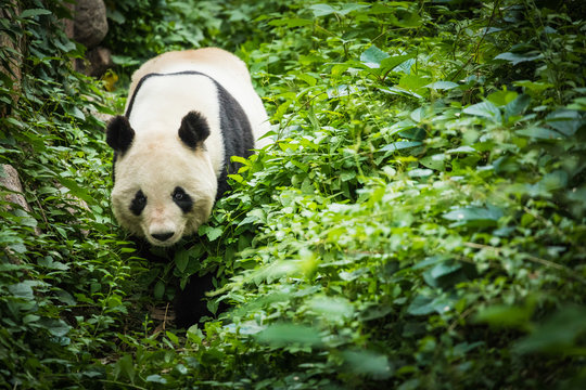 Giand Panda Bear. China Wildlife.