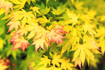 Maple foliage.