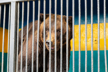 Bear in captivity in a zoo behind bars. Power and aggression in the cage