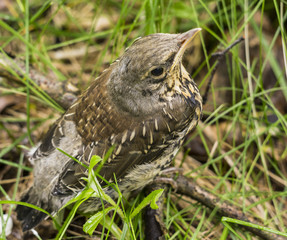 The chick that fell out of the nest is sitting in the grass close-up.Thrush fieldfare.Turdus pilaris.