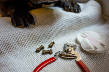 the French bulldog is on the table, ready for the nail clipping. animal care, dog manicure concept