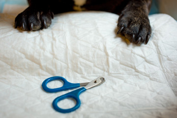 the French bulldog is on the table, ready for the nail clipping. animal care, dog manicure concept