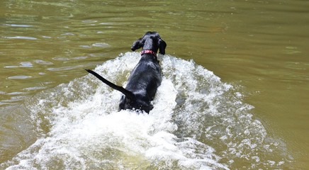 A Black dog swimming in the river mole in Surrey, England
