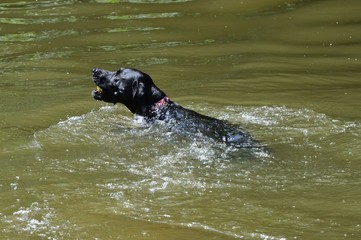 A Black dog swimming in the river mole in Surrey, England
