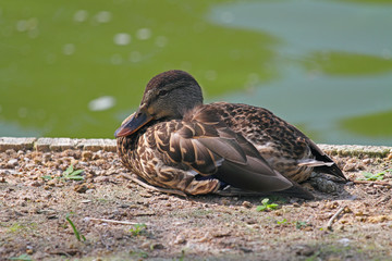 Ente am Wasser