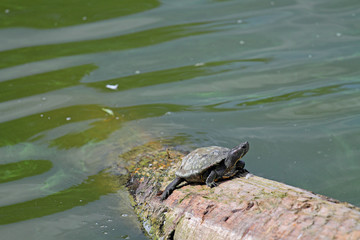 Fototapeta premium Rotwangen-Schildkröte