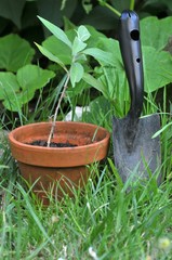 Pot de fleurs et plantoir dans un jardin