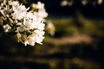 White Apple flowers