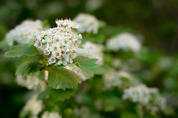 White hawthorn flowers