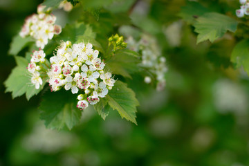 White hawthorn flowers