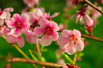 Fototapeta na wymiar Pink peach flowers in spring
