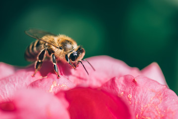 Bee macro photo