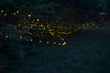 光の道 ヒメボタル