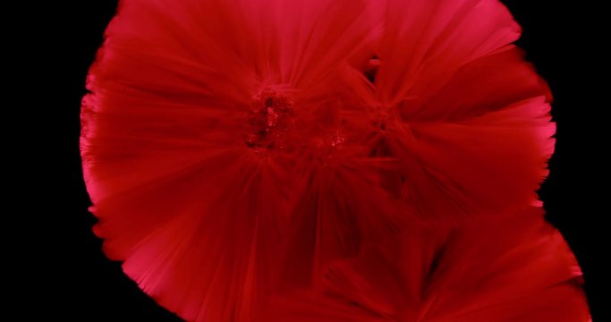 Crystals growth. The process of crystallization in supersaturated solution. Separated on pure black background, contains alpha channel.