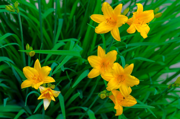 Fototapeta premium A daylily is a flowering plant in the genus Hemerocallis Gardening enthusiasts and professional horticulturalists have long bred daylily species for their attractive flowers.