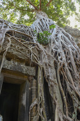 Ta Prohm temple at Angkor Wat complex, Siem Reap, Cambodia