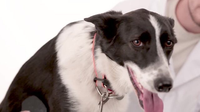 Close up of funny black and white mongrel being brushed by his female owner. Pet care concept.