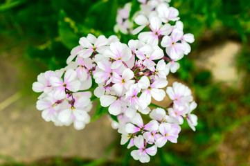 Closeup on purple gilliflower Hesperis matronalis