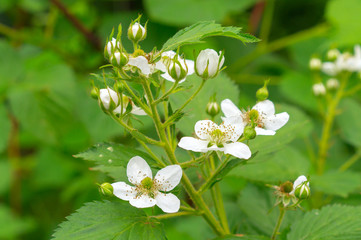 Blooming blackberry. Little white flowers of blackberries.
