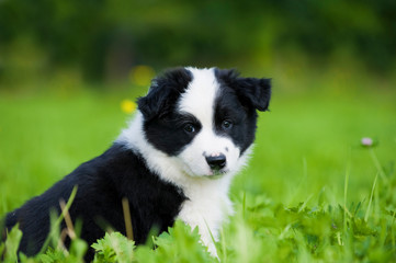Border Collie Welpe sitzt in einer Wiese
