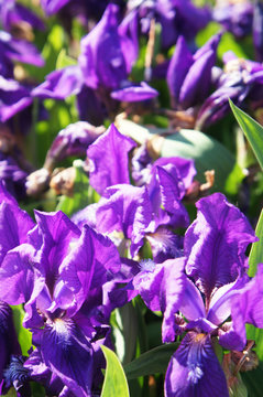 Iris germanica purple flowers with green