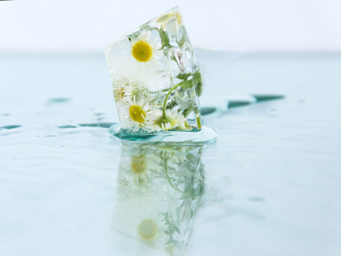 Chamomile Flower Frozen In Ice Cube. Romance Decoration, Refreshment Icy Flowers.