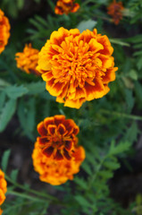 Marigold or tagetes yellow and red flowers with green