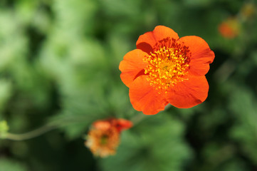 Geum coccineum borisii or dwarf orange avens red flower with green background