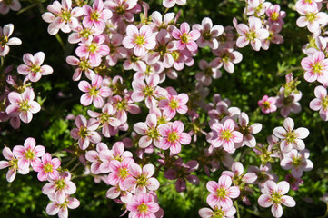 Saxifraga arendsii touran neon rose many pink flowers close up