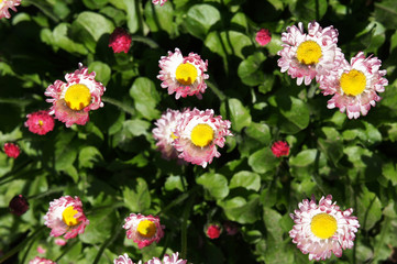 Bellis perennis or common daisy pink flowers © skymoon13